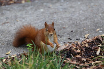 Red squirrel collects nuts in the grass