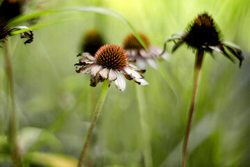 Dried pink echinacea flowers in the garden. Natural blurred background. Autumn theme.