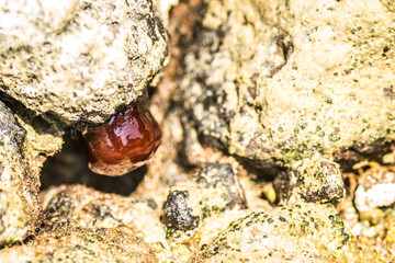 Closed sea urchin - Actinia tenebrosa, attached to a rock 