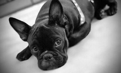french bulldog portrait