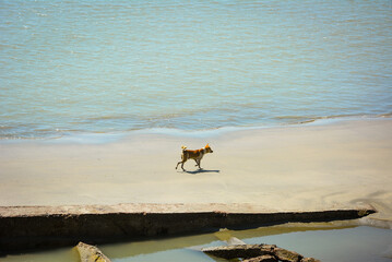 A dog is running very independently and searching for foods in the sea beach.