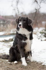 Dog border Collie sits snowy ground