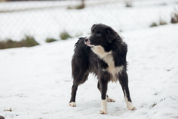 Dog border Collie snowy ground