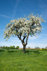 Blühender alter Obstbaum auf einer Wiese in den Feldern vor blauem Himmel