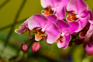 pink orchid on a green background