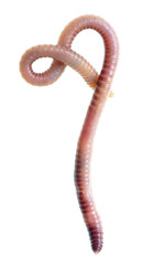 Earthworm on a white background.