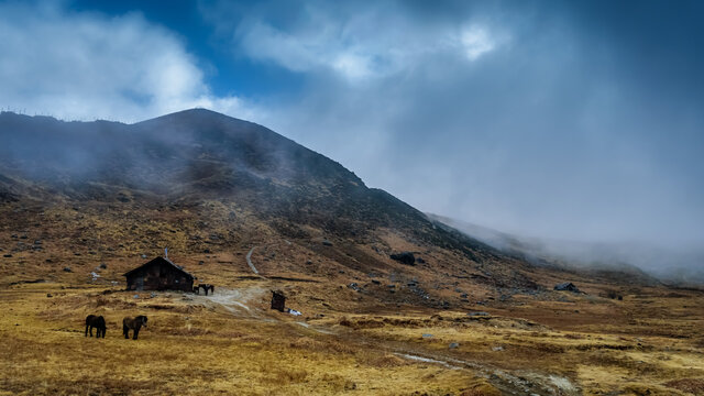 A landscape of a famous hill station of east India . Horses are gazing and a lonely hut with clouds passing over the blue sky