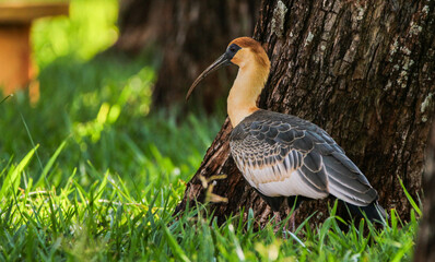 Buff-necked Ibis