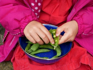 child on a red dress and pink jacket, with a blue bowl on her lap containing peas in their pod,...