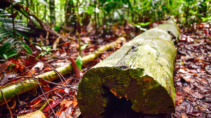 Fallen tree trunk on forest floor.