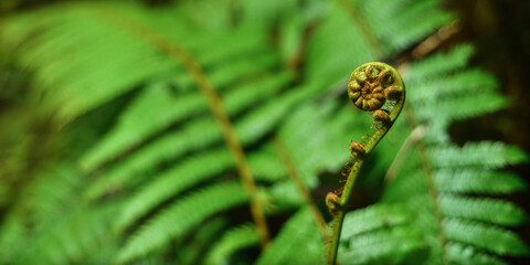 Fiddlehead fern.