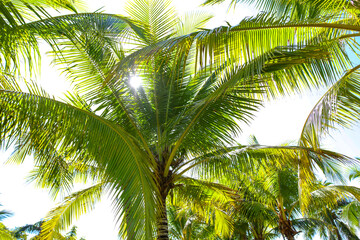 Large green branches on coconut trees
