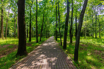 Summer landscape in the Park.