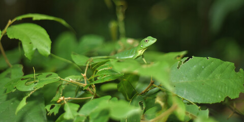 Green gecko camouflage among the leaves.