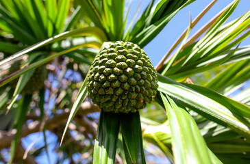 Jack fruit grows on a tree.