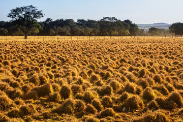 Campo. Paisagem com capim dourado com luz do final da tarde.