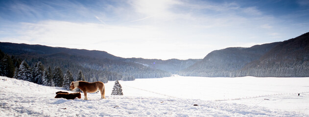 Inverno in Cansiglio © moreno