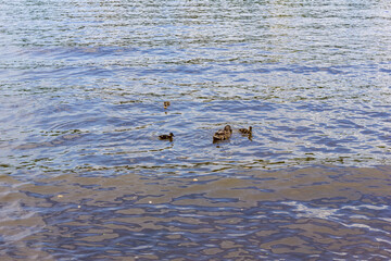 Duck with small ducklings on the river.