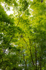 Maple Trees in a Japanese Garden
