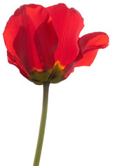 One Common poppy flower isolated on white