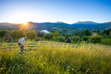 Senior farmer using scythe to mow the lawn traditionally with rural landscape in summer light