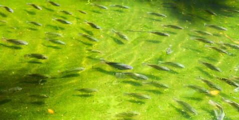 A fish swims in green water.