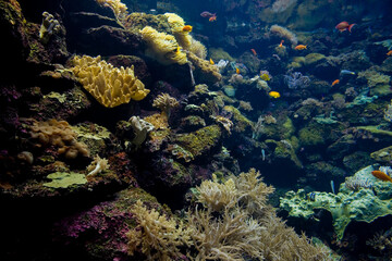 Fototapeta na wymiar large interior of the aquarium on the Spanish island of Tenerife in Loro Park