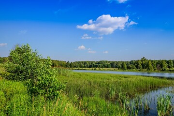 The shores of a large forest lake overgrown with grass, reeds and forest on a bright sunny day.