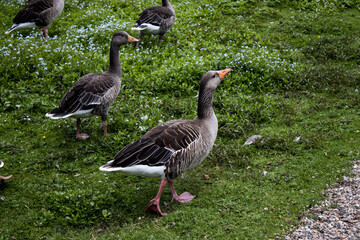 goose on the grass