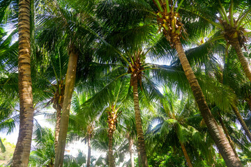 Fototapeta premium Large green branches on coconut trees against the sky