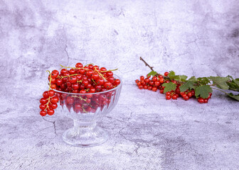 Fototapeta na wymiar fresh red currant berries in a glass vase with a sprig of currant on a grey background