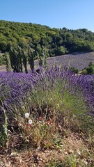 SEDERON (Dr&ocirc;me) - Lavandes