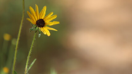 yellow dandelion flower