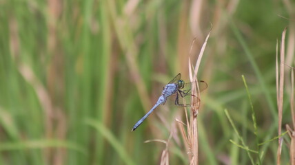 dragonfly on a green leaf