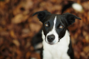 cute isolated black and white border collie looking up at the camera sitting on fallen leaves in the autumn
