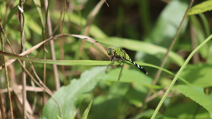 dragonfly on the grass