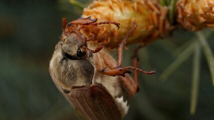 Fototapeta premium beetle on a young conifer cone