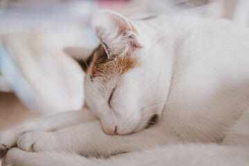 cute little white-red sleeping cat in closeup