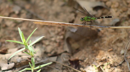 dragonfly on a branch