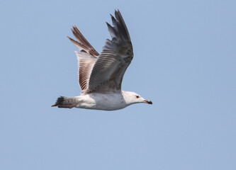 Seagull in flight against the blue sky.
