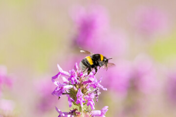 A bee captured in flight As it moves among delicate purple loosestrife