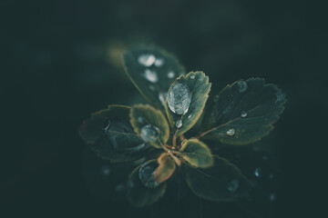 rain drops in close-up on the leaves of the plant