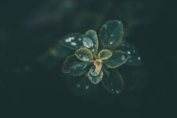 rain drops in close-up on the leaves of the plant