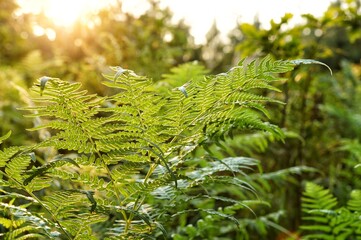 Kwiat paproci © PtakFOTO