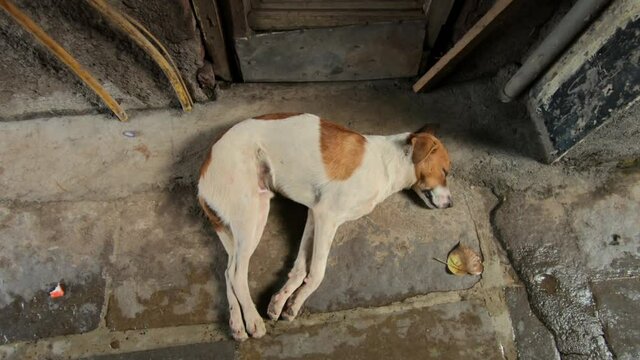 Indian stray dog is sleeping on ground 