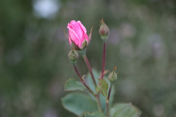 pink flower of a flower