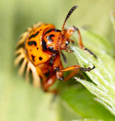 Colorado potato beetle on a green leaf in nature