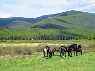 A team of wild horses grazing in the mountains outside of Nordegg, Alberta, Canada.