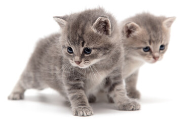 Portrait of two little kitten isolated on a white