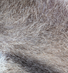 Wool of a gray cat as an abstract background.